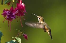 Hummingbirds