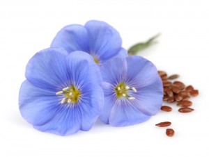 flaxseed flax-flower